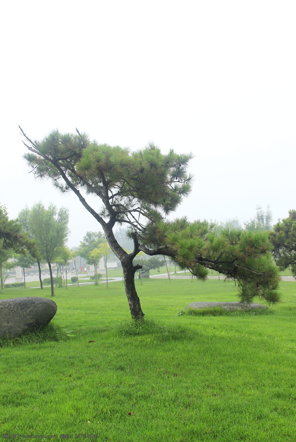 优美舞姿 松树 草地 石头 早晨 舞姿 树木树叶 生物世界