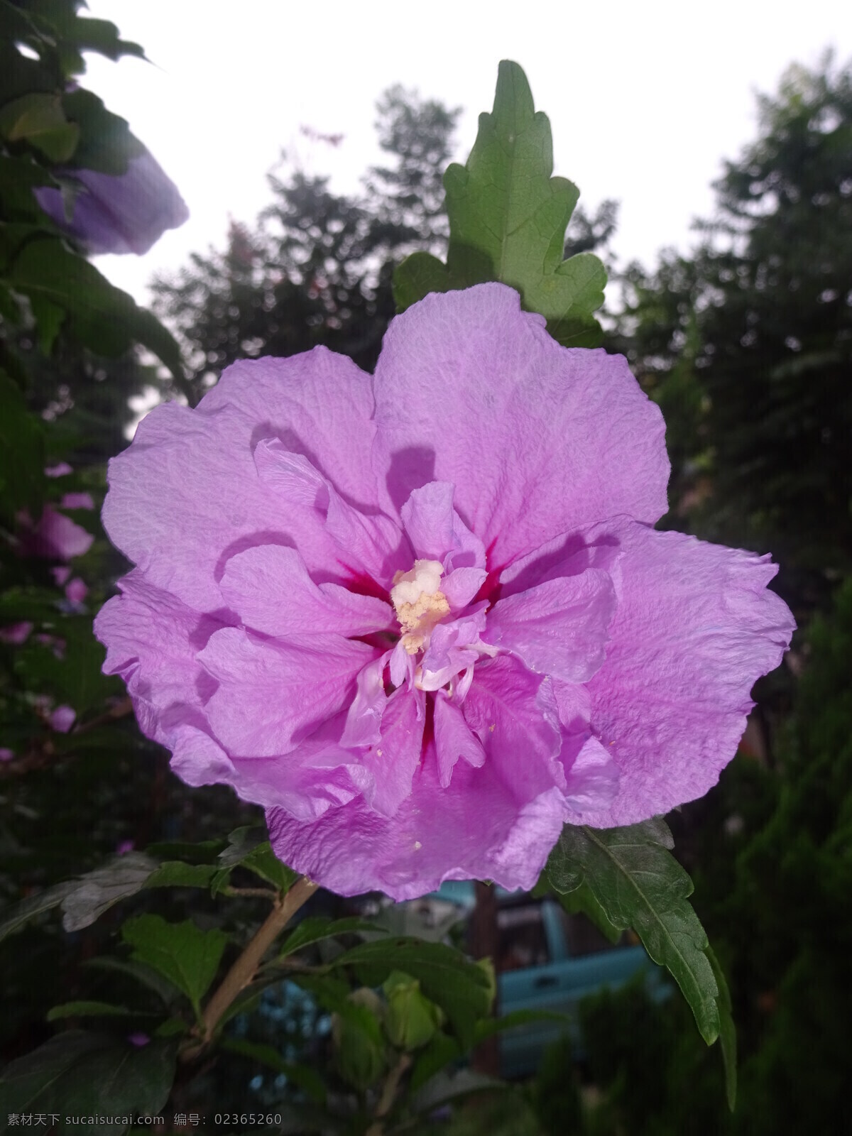 木槿花 木槿 无穷花 花卉 花儿 花草 植物 园林绿化 绿化景观 装饰画 生物世界