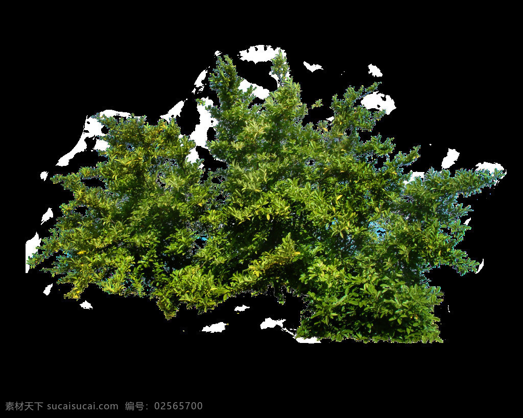 灌木植物 灌木 灌木丛 矮树 矮灌木 灌木绿化 矮植物