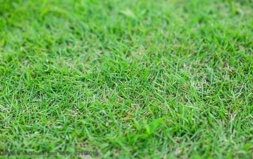 草地图片 草地 草丛 蓝天白云 绿草地 绿地 草原 草坪 草的特写 特写 庄园 平原 草 公园 球场 青春 自然景观 自然风景