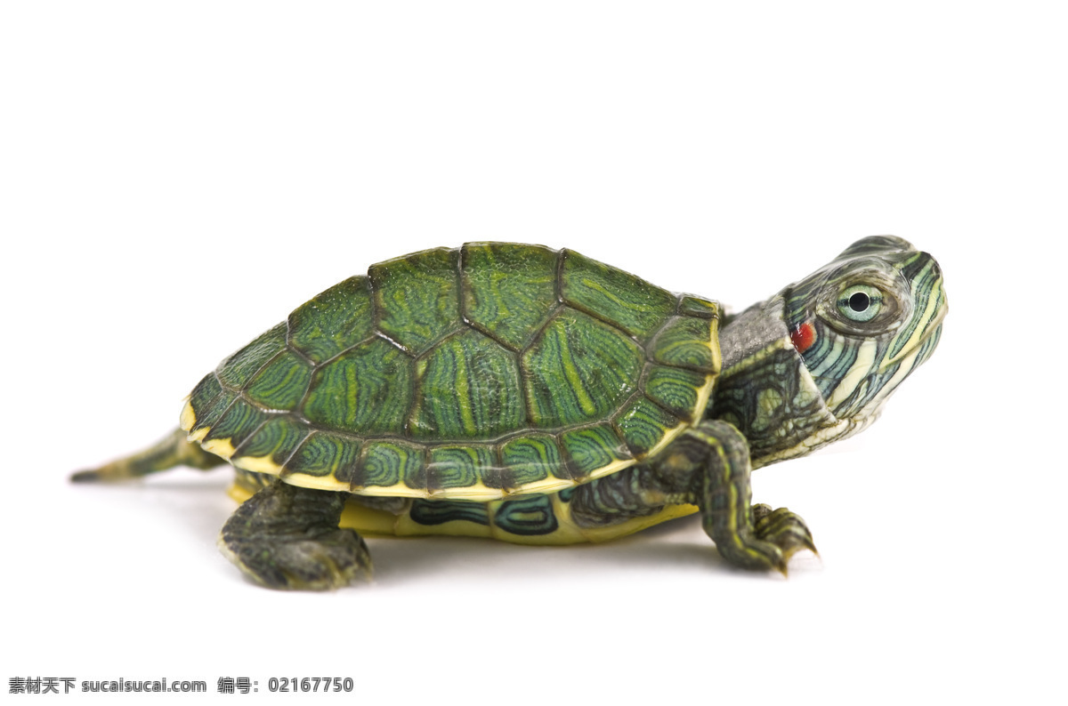 绿色 乌龟 海龟 水中生物 动物 野生动物 动物世界 动物摄影 生物世界
