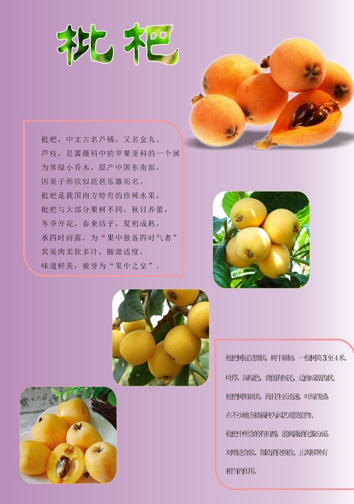 枇杷海报 枇杷 枇杷采摘 枇杷图片 枇杷展板 枇杷文化 枇杷挂画 枇杷艺术 草莓海报 枇杷基地 摘枇杷 枇杷宣传 图 枇杷彩图 枇杷文化展板 枇杷水果 水果店枇杷 枇杷种植 枇杷树 枇杷展架 摘枇杷去哪 枇杷高清图 新鲜枇杷 枇杷专卖