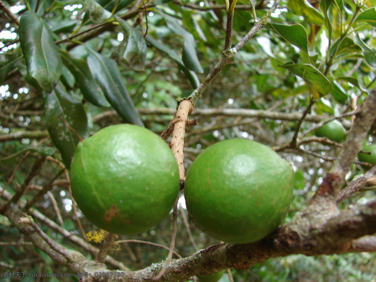 夏威夷果 生物 植物 水果 澳洲坚果 果园 生物世界
