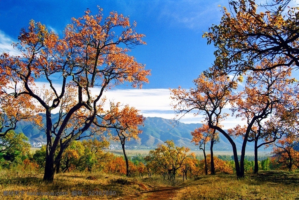 梨园 秋景 果树 景色 云彩 小路 自然景观 自然风景