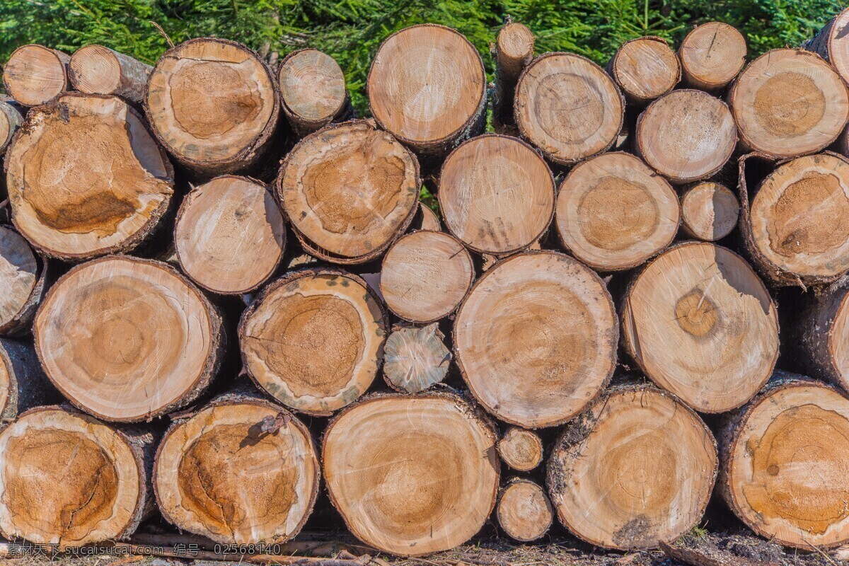 堆 森林 里 木桩 高清 广袤的森林 大兴安岭 小兴安岭 树林 木头 原木 木料 板材 木材 生活百科 生活素材