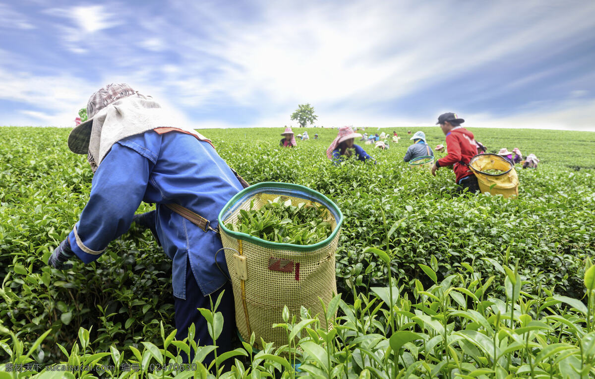 茶园采茶 茶园 采茶 茶叶 劳作 人物图库 其他人物