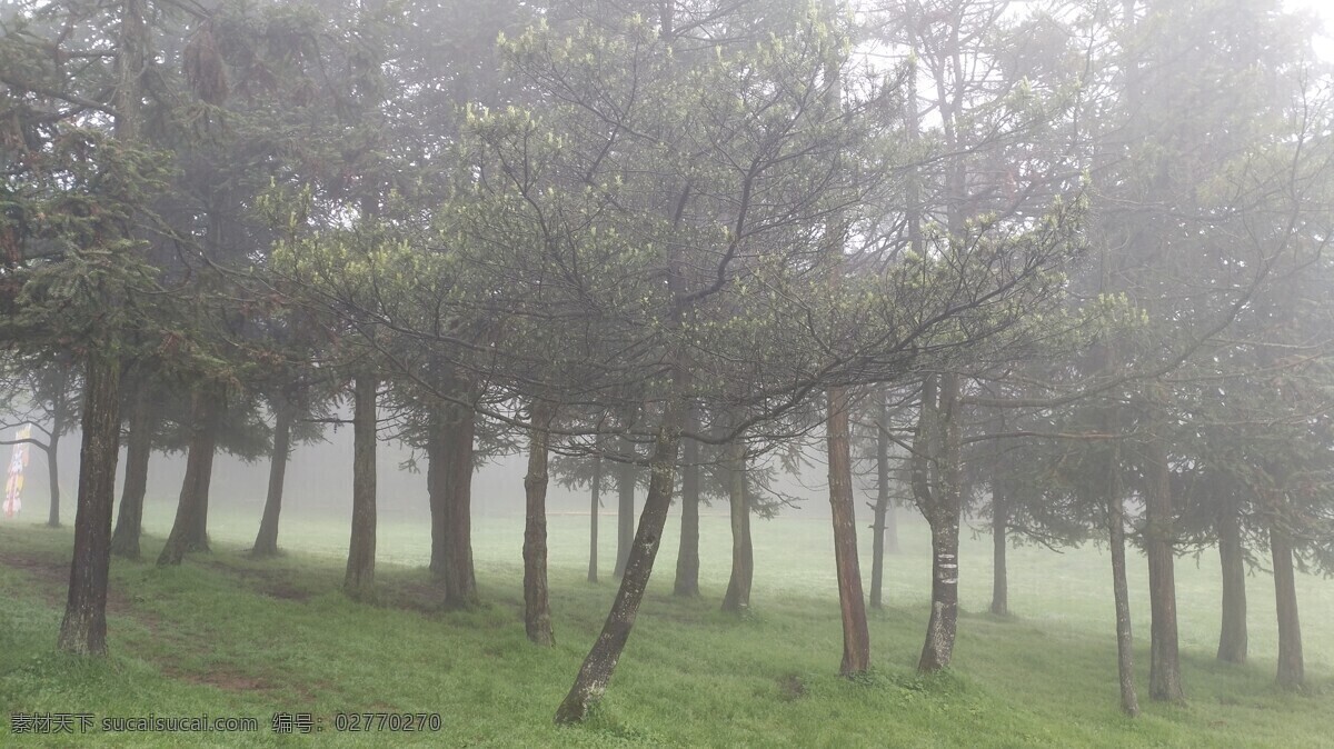 旅游 国内 重庆 武隆 仙女山 下雨 早晨 植物 树林 植物花草 旅游摄影 国内旅游