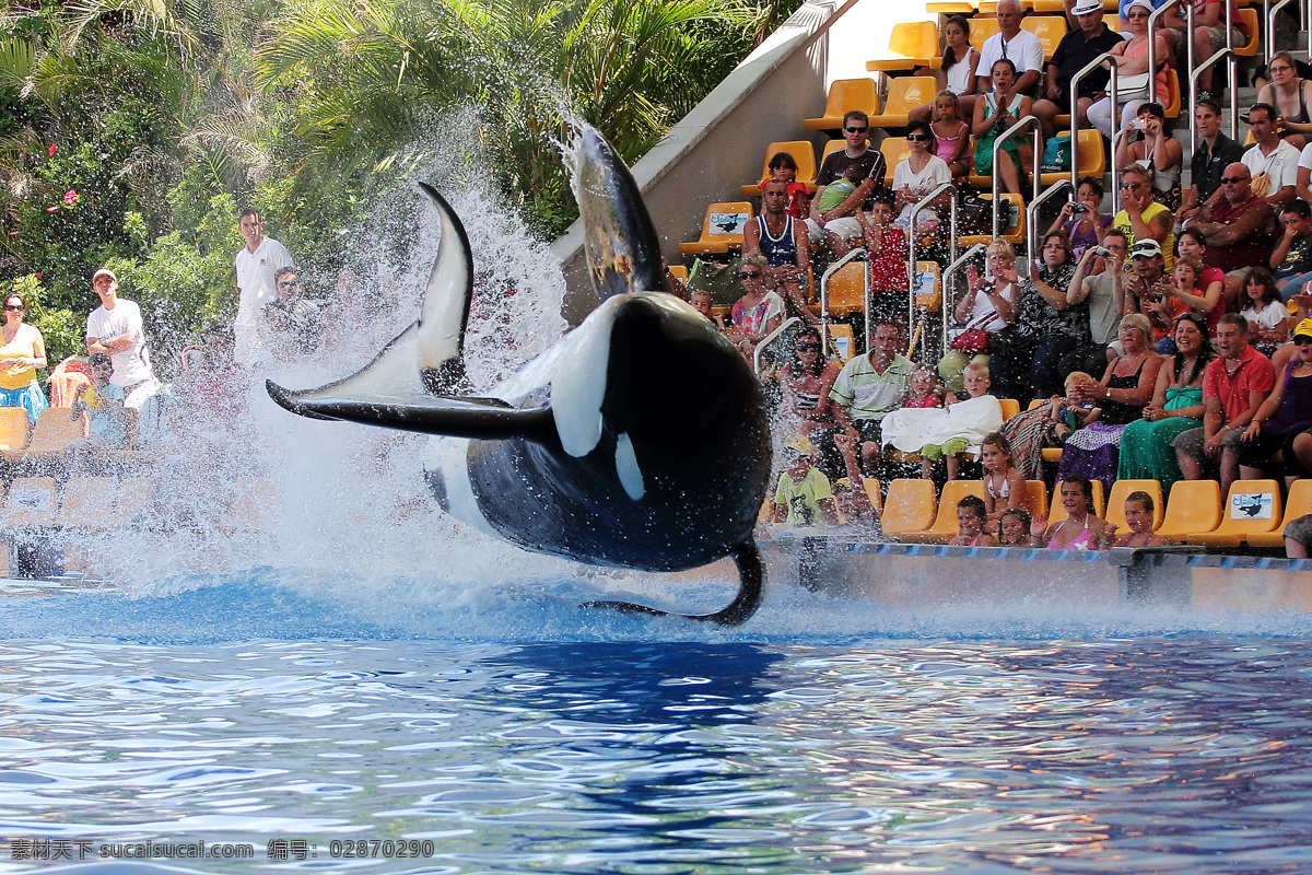 看 鲸鱼 表演 观众 海水 大海 水中生物 动物 野生动物 动物世界 动物摄影 生物世界