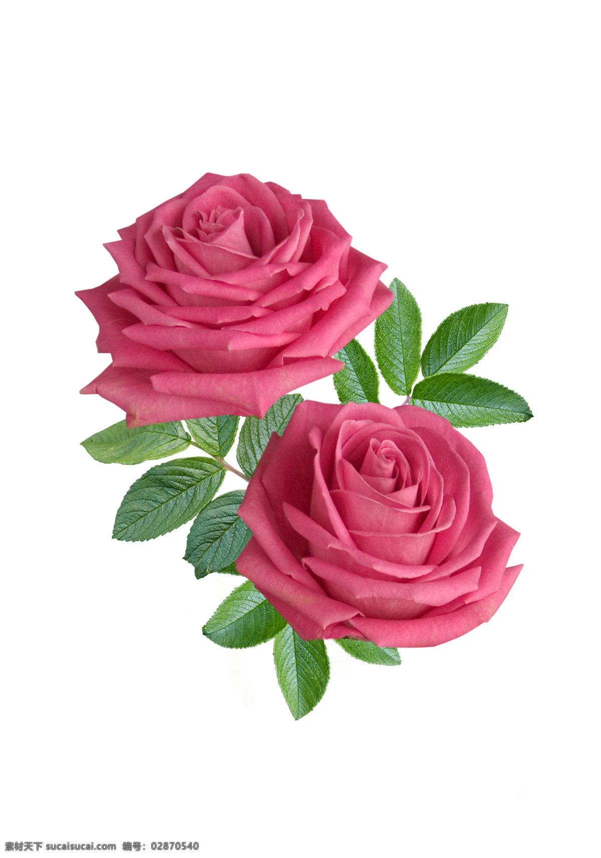 两 朵 玫瑰花 绿叶 红玫瑰 红色玫瑰花 高清 爱情 花朵 高清图片 两朵玫瑰 生长 花草树木 生物世界