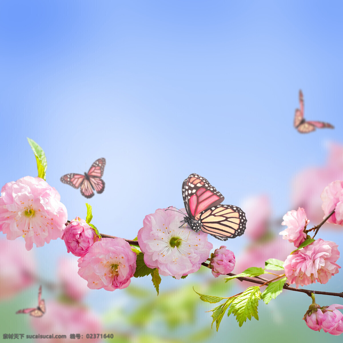 蝴蝶 花朵 鲜花 美丽花朵 鲜花背景 花卉 花草树木 生物世界