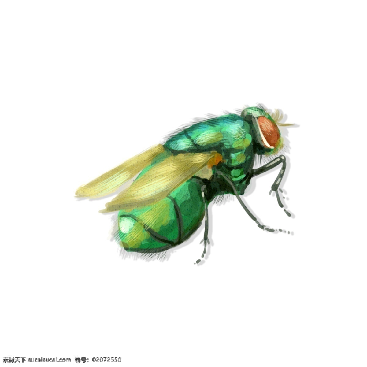 手绘 中国 昆虫 风 苍蝇 飞行 虫子 动物 透明 底 中国风 简约 飞行虫子 治愈