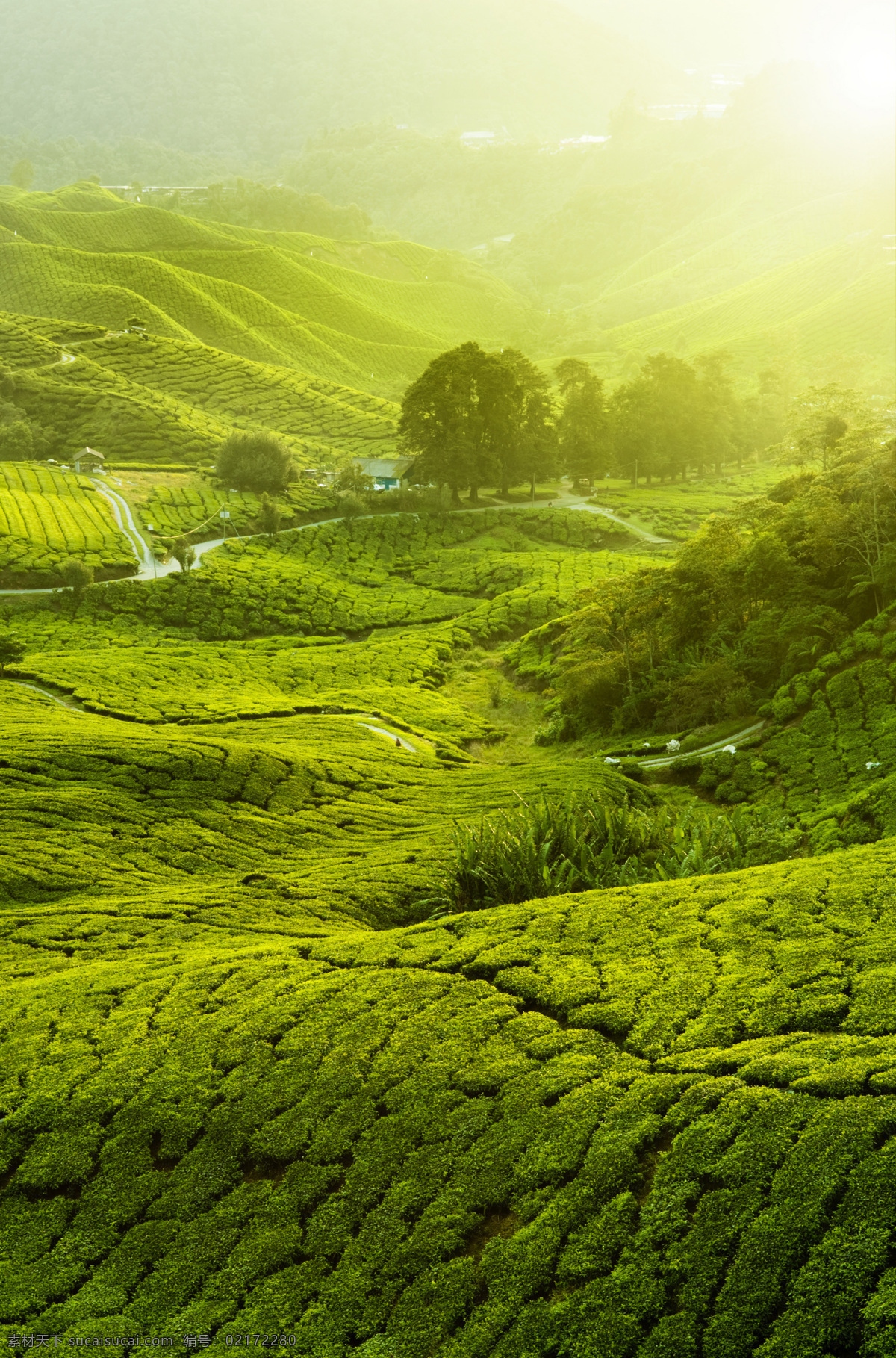 茶园 风景摄影 茶山风景 茶 茶园风景 春天茶山风景 美丽风景摄影 山水风景 风景图片