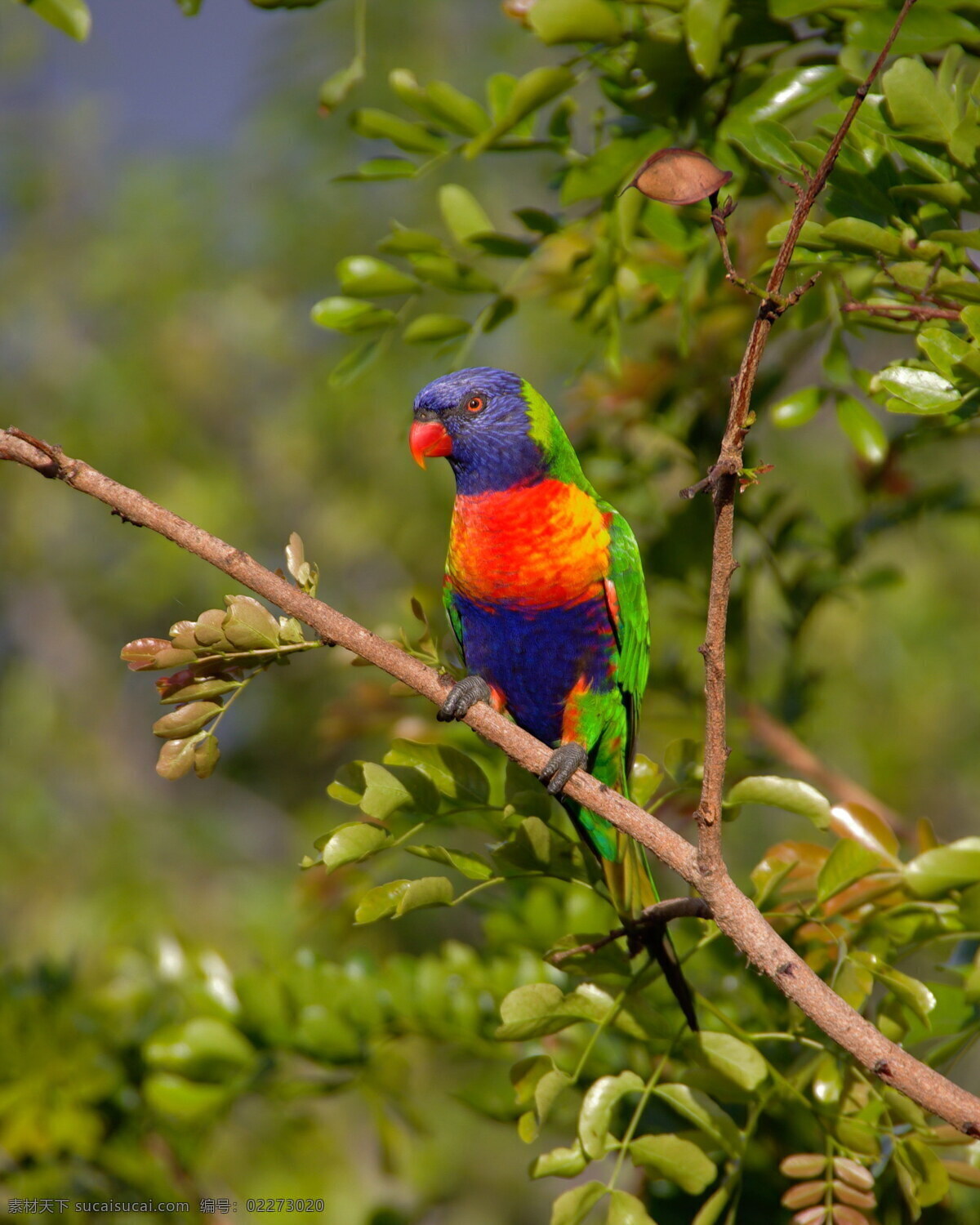高清 彩色 鹦鹉 澳洲鹦鹉 鹦哥 彩虹鹦鹉 小鸟