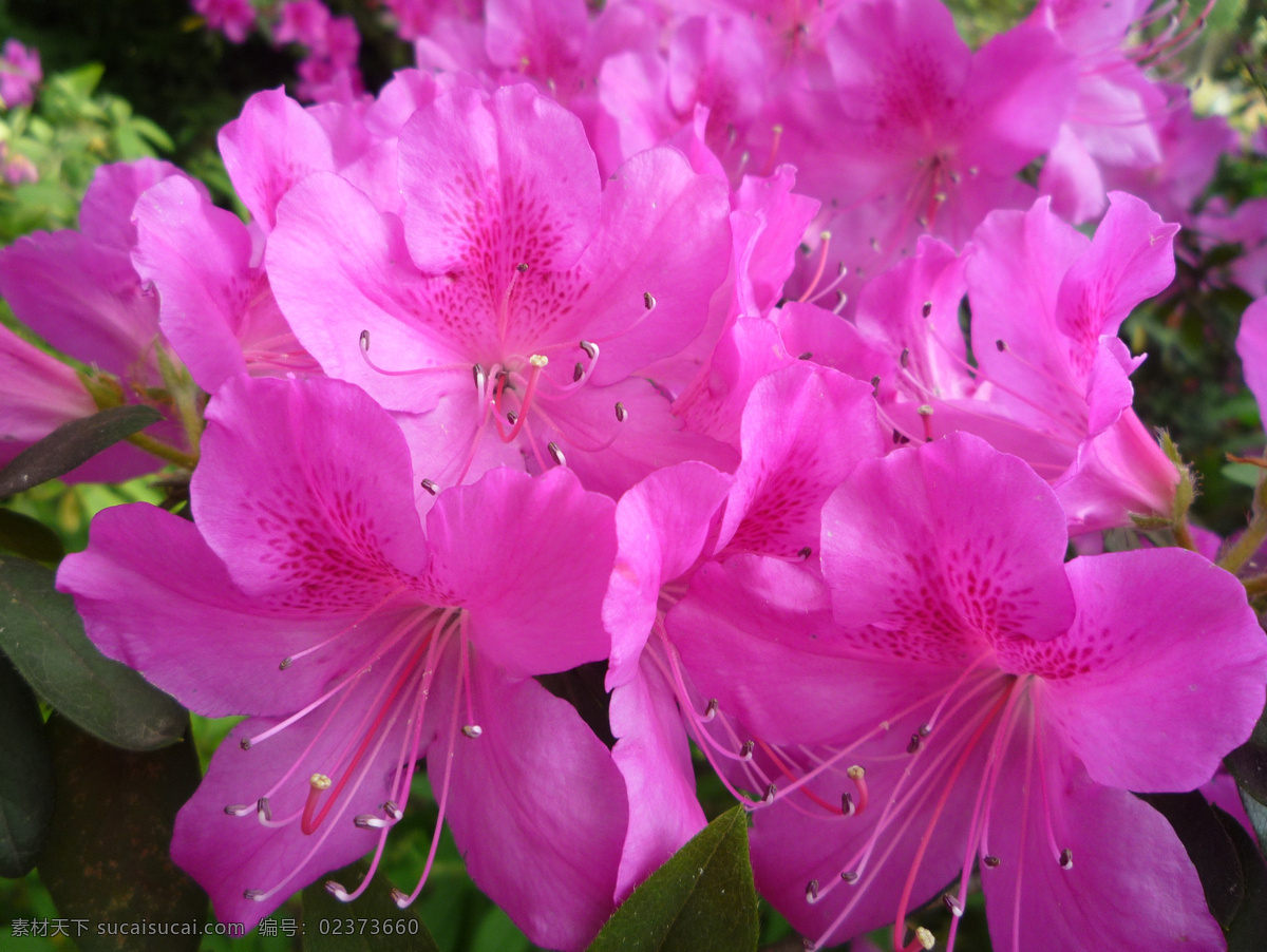 杜鹃 粉红杜鹃 花丛 花蕊 映山红 花卉 生物世界 花草