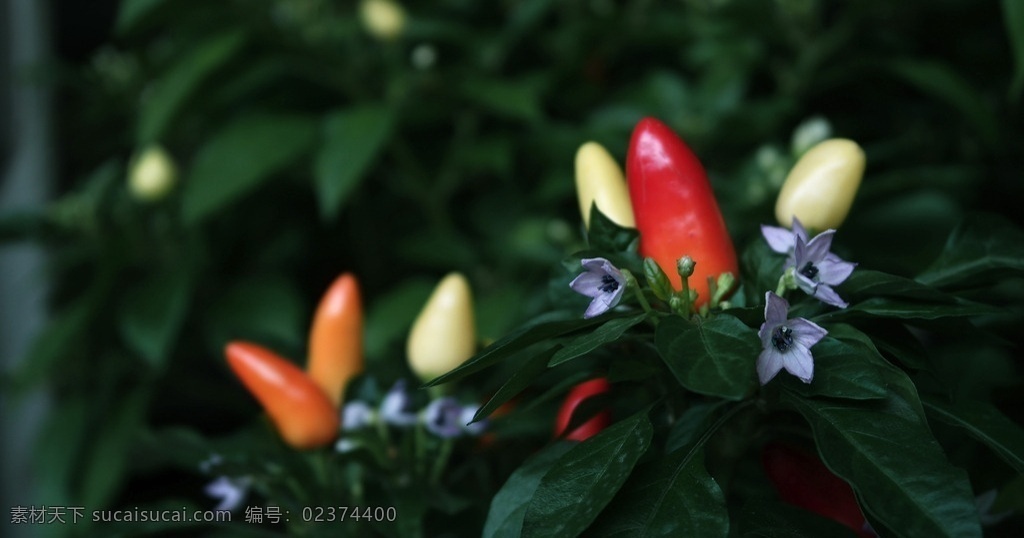 五彩椒 朝天椒 五彩辣椒 为茄科 多彩辣椒 蔬菜 生物世界