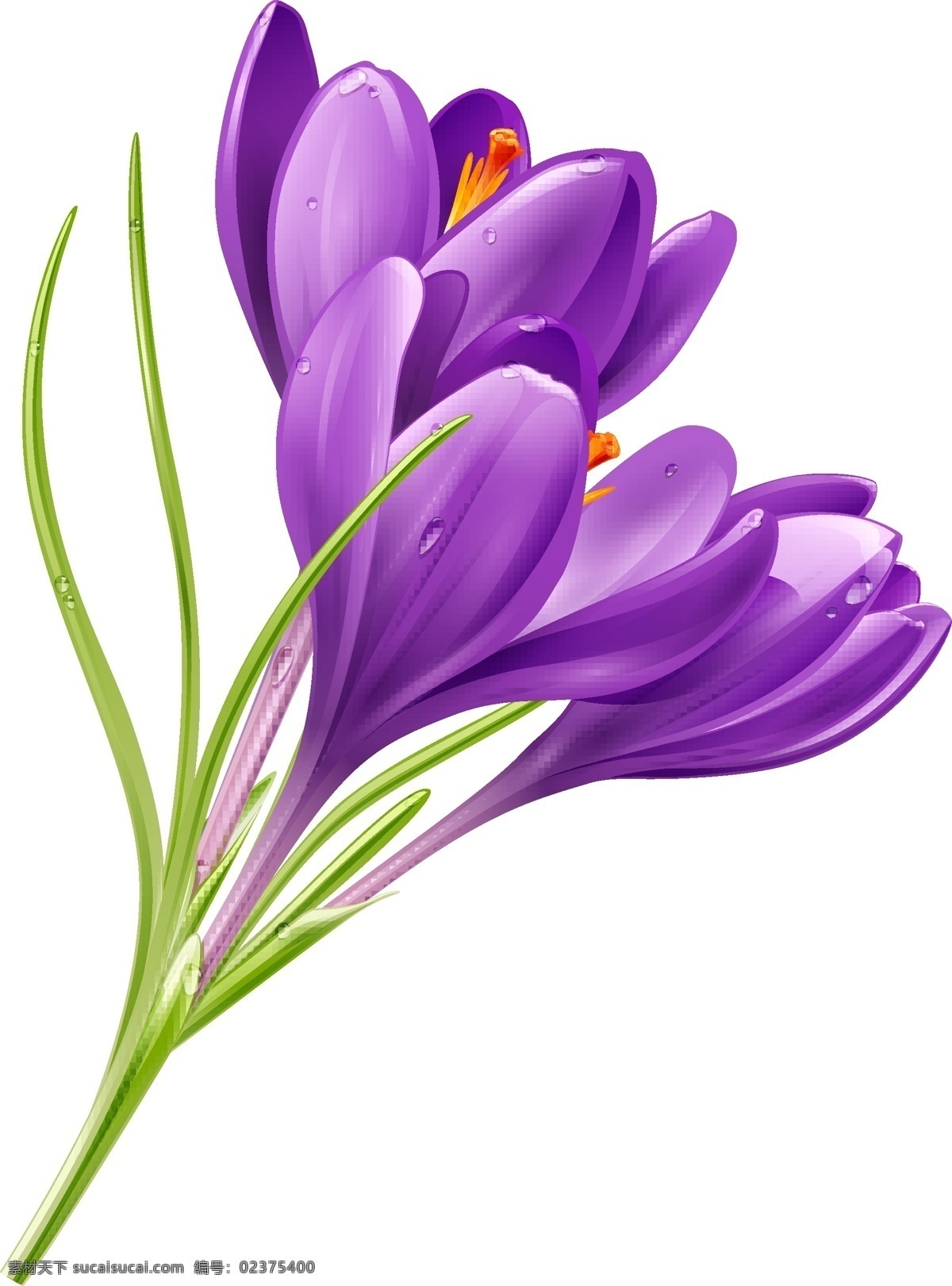 紫色 花 春天矢量 绿色 紫色的花 免费 矢量图 花朵 矢量 其他矢量图