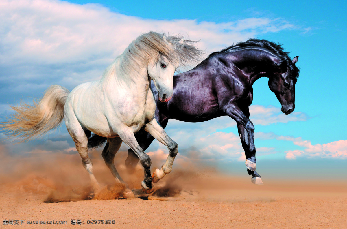 马 骏马 白色的马 马头 漂亮的马 可爱的白马 动作 奔跑 动物 写真 特写 生物世界 家禽家畜