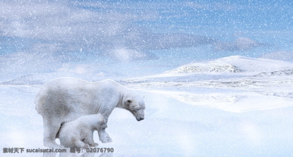 北极熊白熊 北极熊 北极 野生动物 雪 野生 肉食动物 白熊加拿大 俄罗斯 美国 阿拉斯加 格陵兰岛 拍照 照片 拍摄 壁纸 高清 特写 熊 小白熊 动物 极地 拉布拉多 勘察加 北极圈 北冰洋 大不列颠 北西伯利亚 西伯利亚 动物园 野生北极熊 野生白熊 生物世界