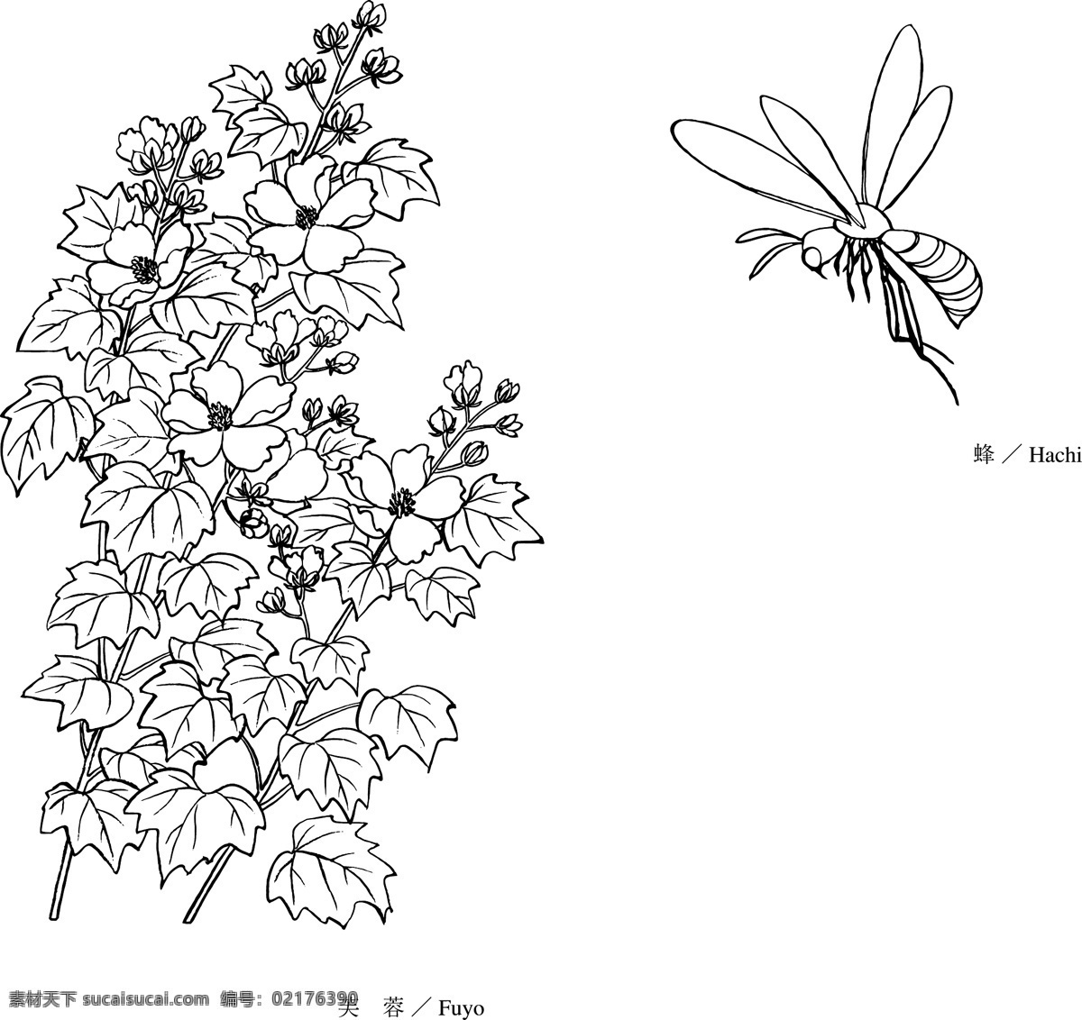 芙蓉花 白描 蜜蜂 矢量素材 矢量图 其他矢量图