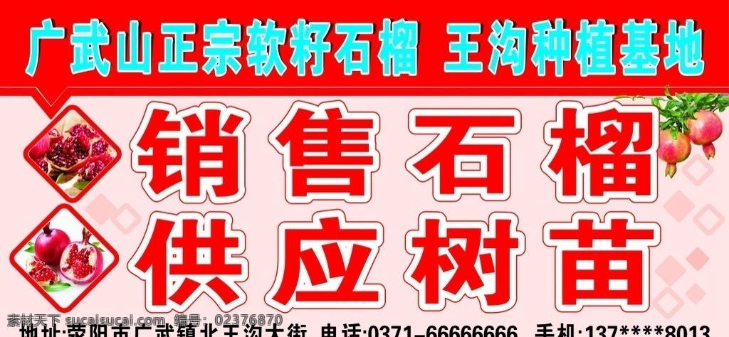 广 武山 正宗 软 籽 石榴 王 沟 种植 基地 广武 正宗软籽石榴 种植基地 销售石榴 供应树苗