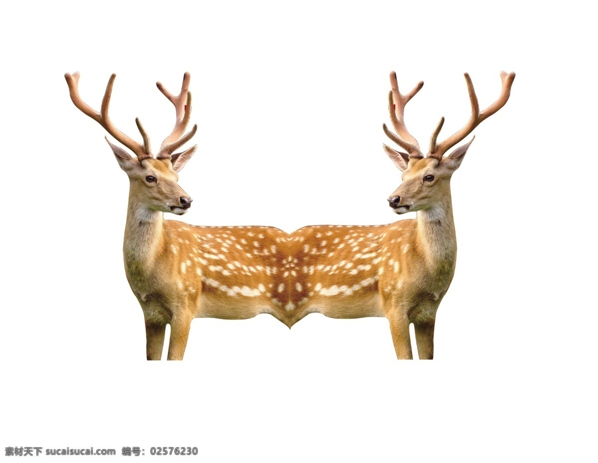 双鹿 鹿头 鹿茸 图案 矢量 c 高清 其他图案 梅花鹿 麋鹿 四不像 药材 动物 分层