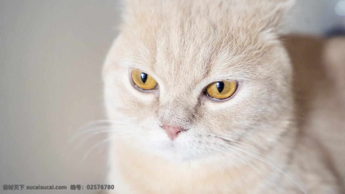 英 短 公猫 商业摄影 英短 猫咪 猫猫 商业 大眼睛 母猫