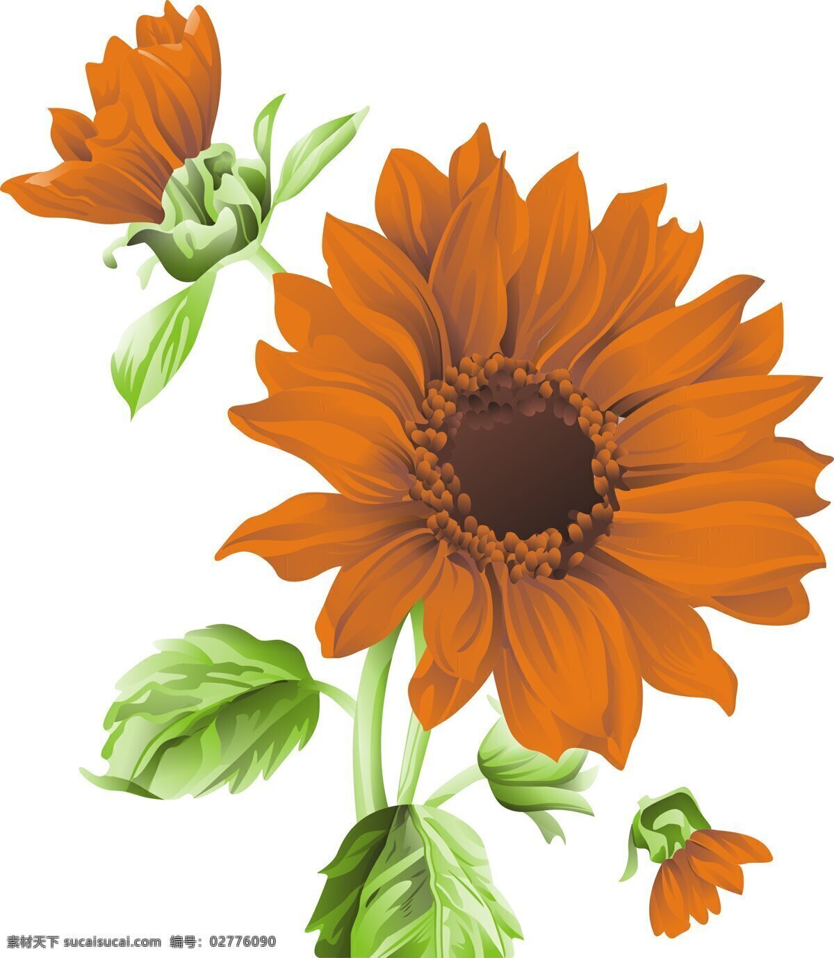 太阳花 翠绿 网点花 橘色的花 向阳花 动漫动画