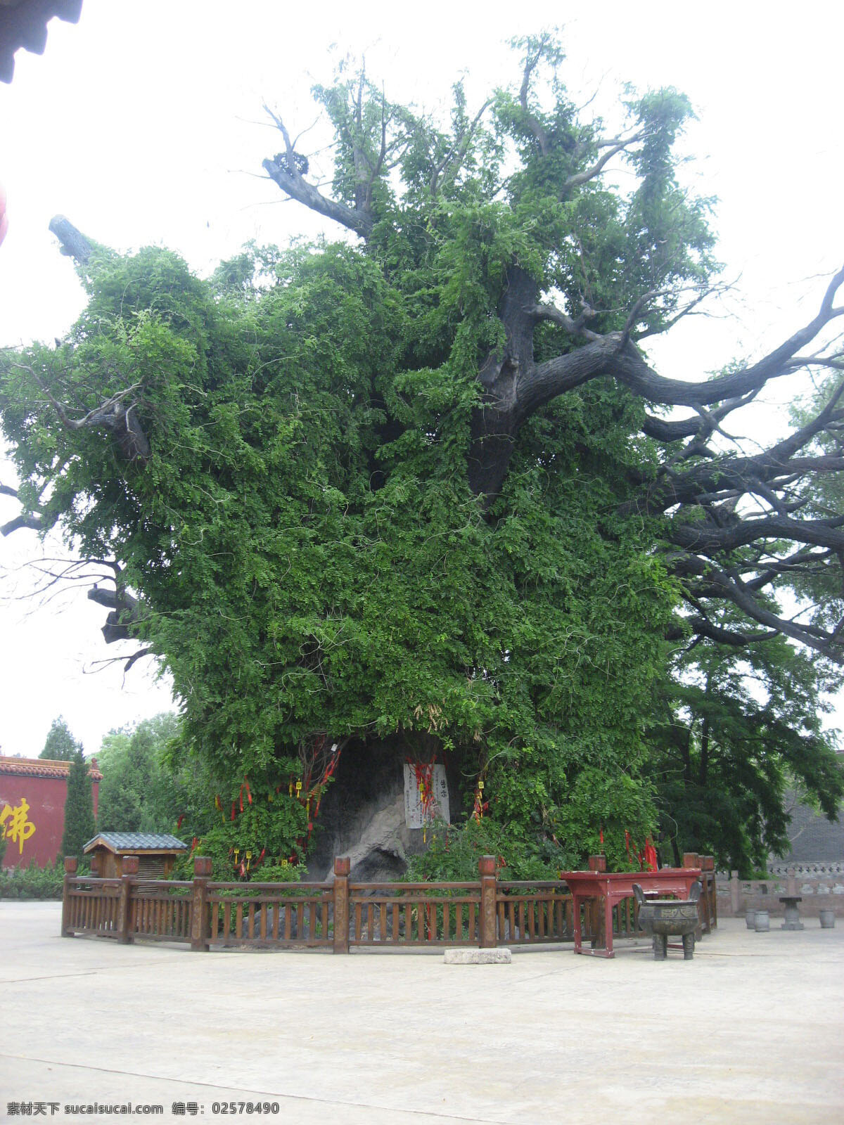 大槐树 广告 文化 历史 旅游摄影 国内旅游