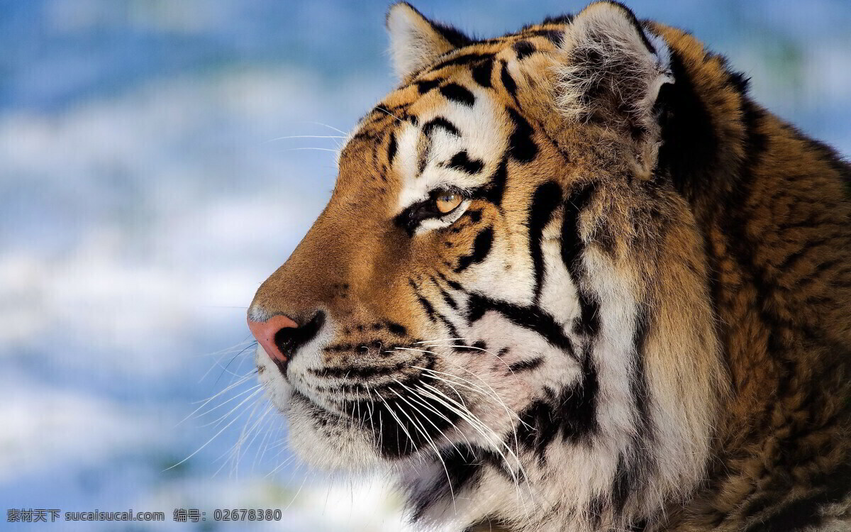虎 老虎 猛兽 猫科动物 虎纹 老虎摄影 飞禽走兽 生物世界 野生动物