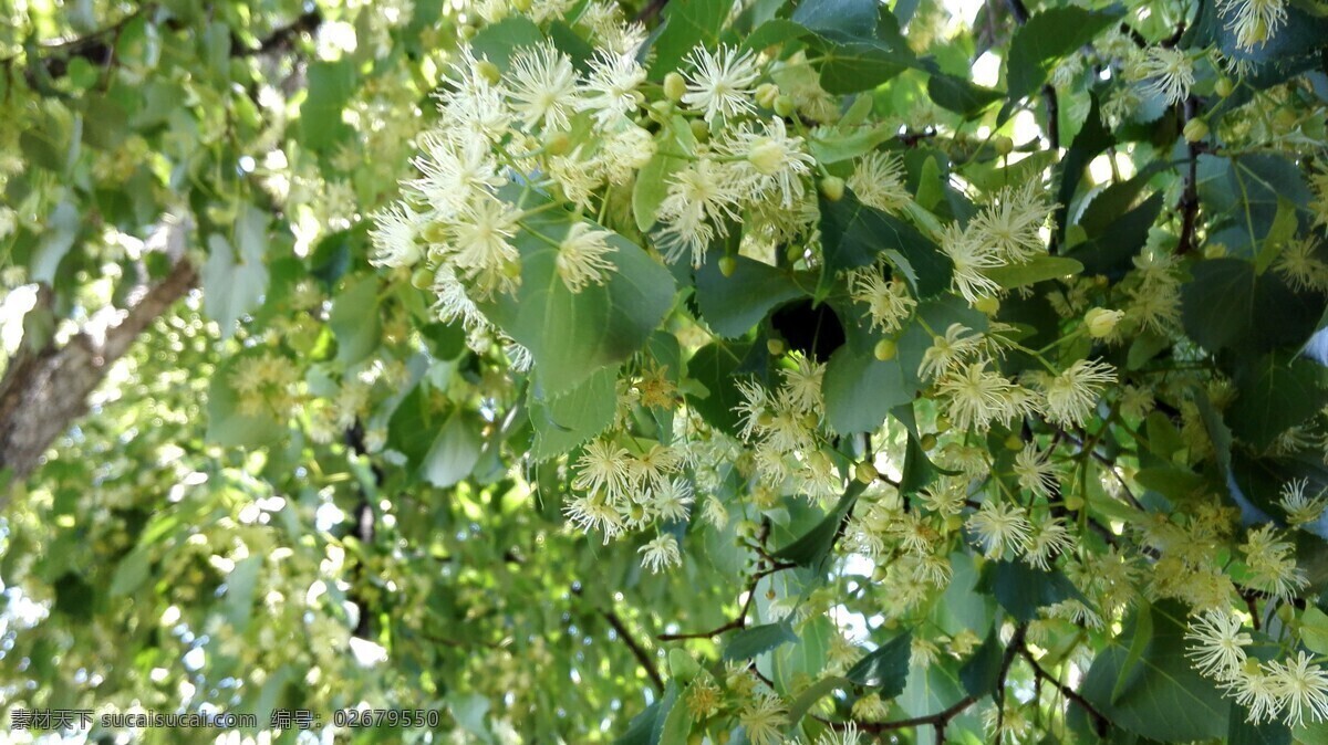 椴树花图片 椴树花 椴树 北方椴树花 花树 段树开花 自然景观 田园风光