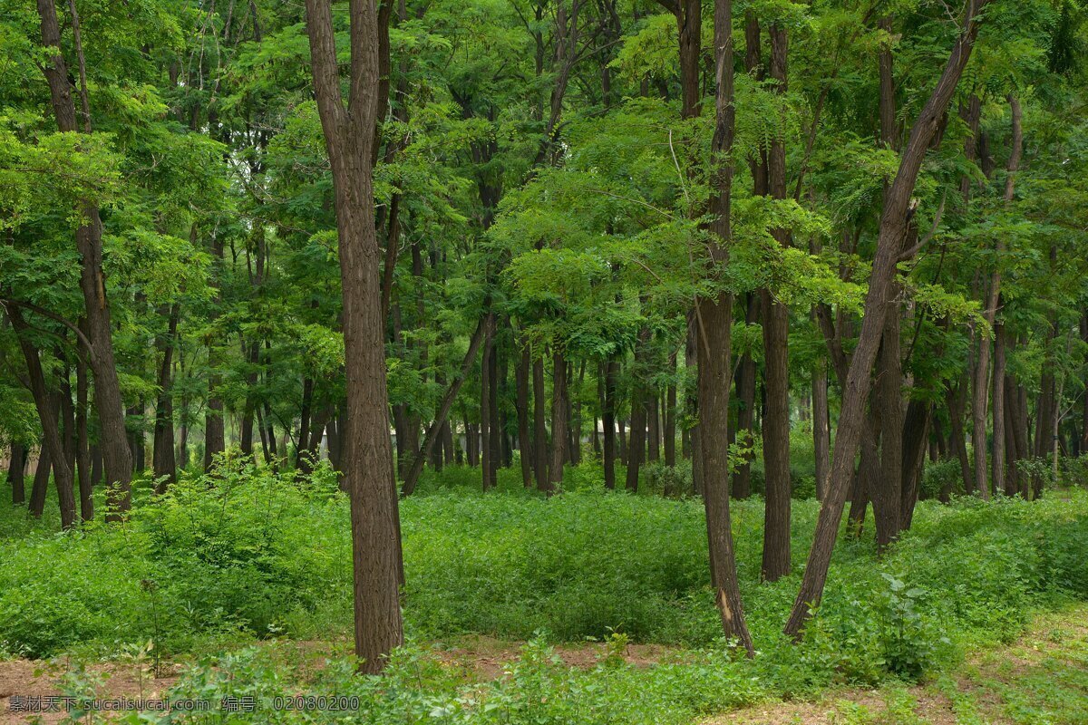 树林 高清图片 自然风景 槐树林 阳光下树林 旅游摄影 国内旅游 自然景观