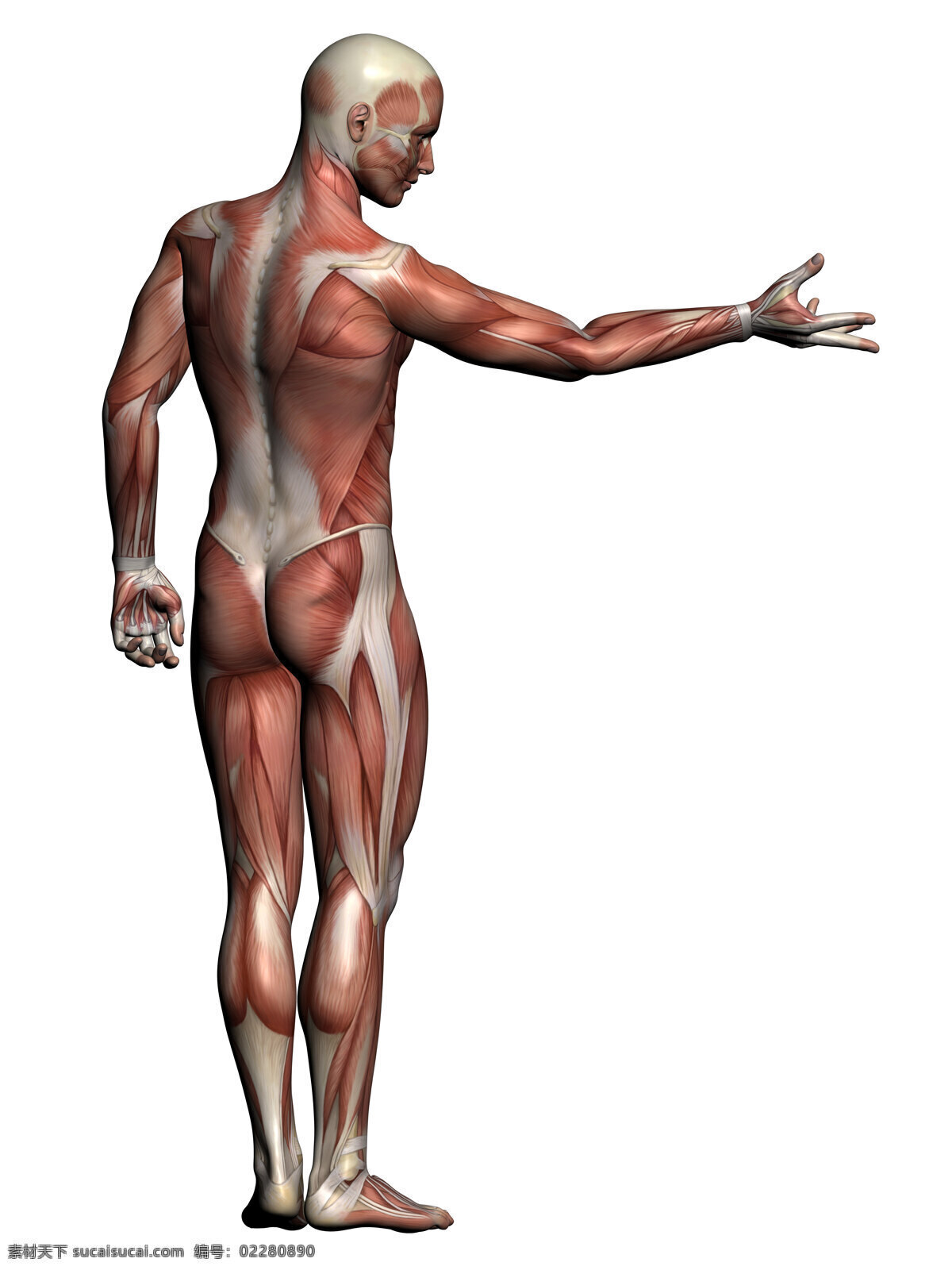 人体 解剖学 男性 肌肉 医院医疗