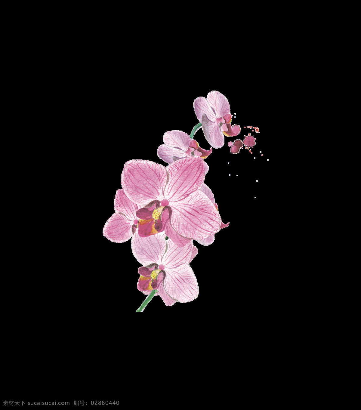 水彩 野花 花 叶子 手绘 水彩画素材