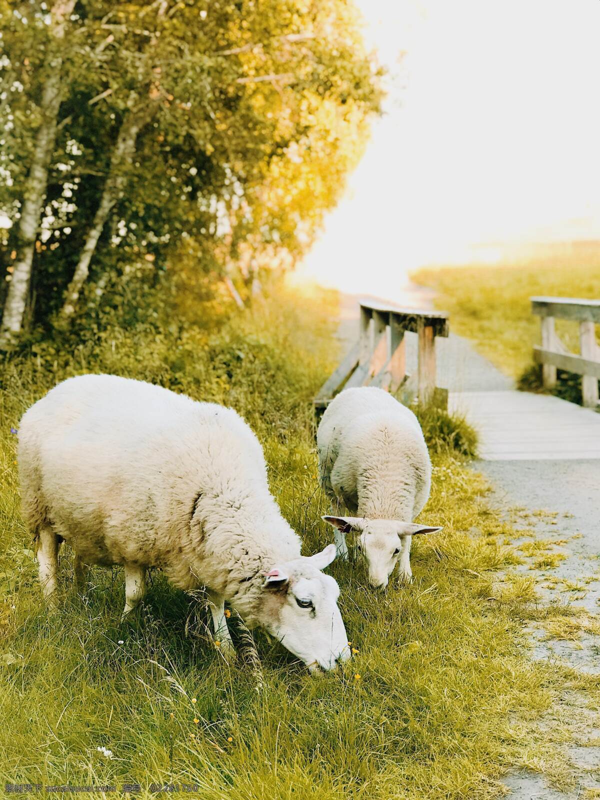 羊养殖 羔羊 羊毛 牧场 农业 羊群 动物 羊皮 一群 毛皮 羊群的羊 软毛 白羊 小羊 农场 家畜 绵羊 湖羊 羊摄影 羊抓拍 羊素材 羊壁纸 羊拍摄 草原 一只羊 一群羊 养羊 生物世界 家禽家畜