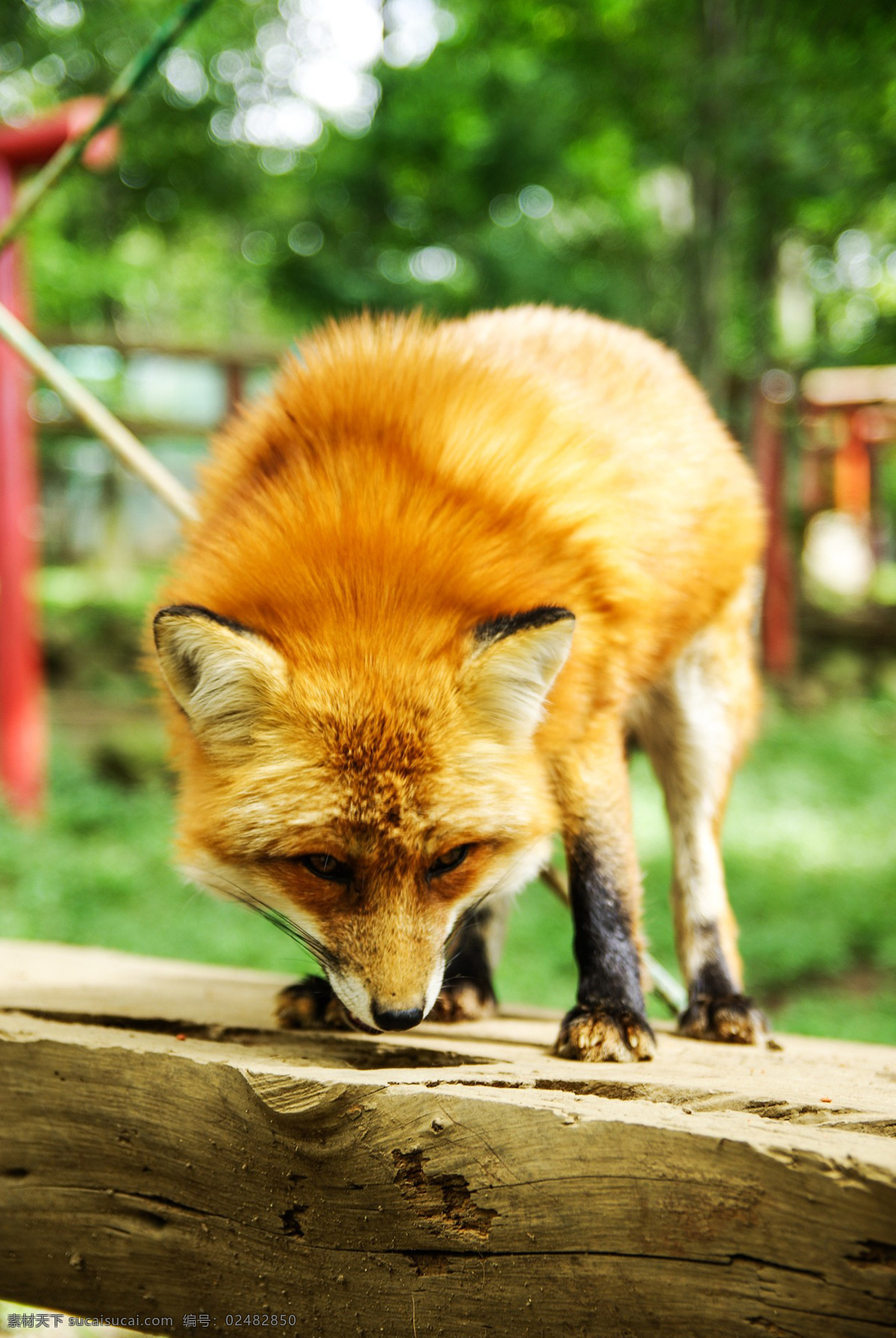 狐狸 红狐 赤狐 草狐 银狐 白狐 黑狐 银黑狐 沙狐 fox 动物 哺乳动物
