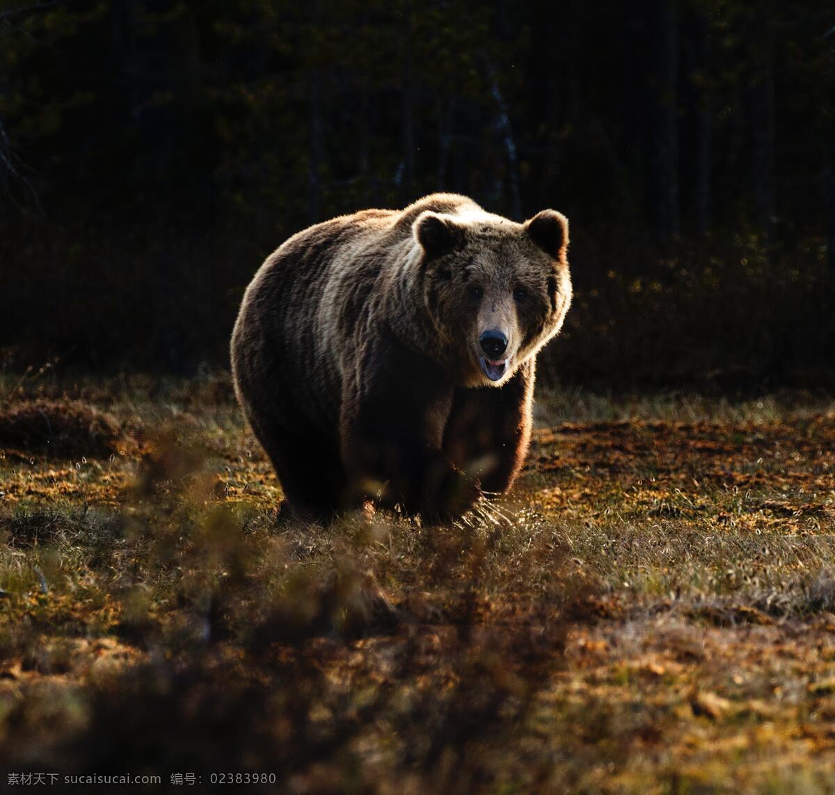 一直 在野 外 寻觅 熊 灰熊 狗熊 野生动物 野外 动物世界 凝视 正面照 生物世界