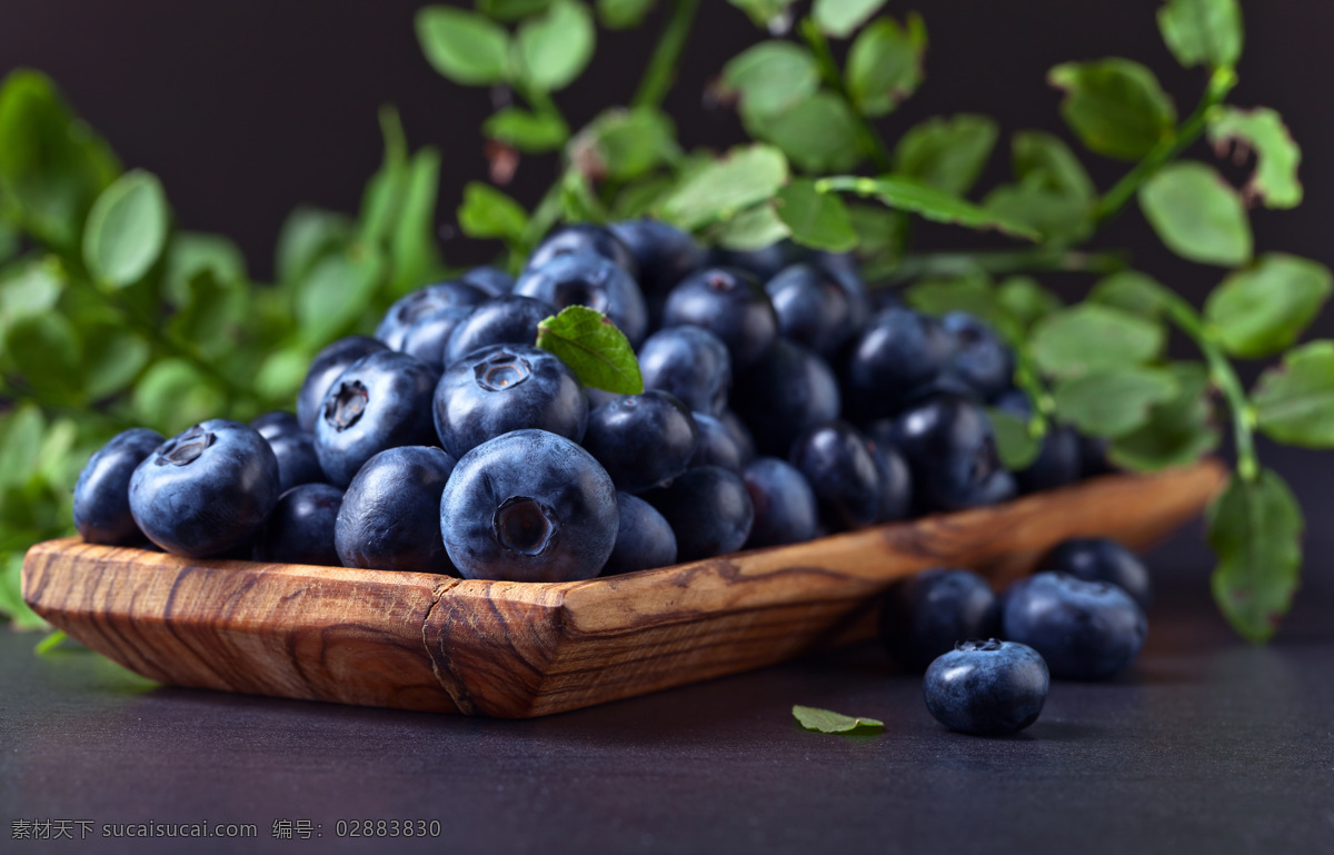 蓝莓果 进口蓝莓 高清蓝莓 蓝莓棚拍 水果 生物世界