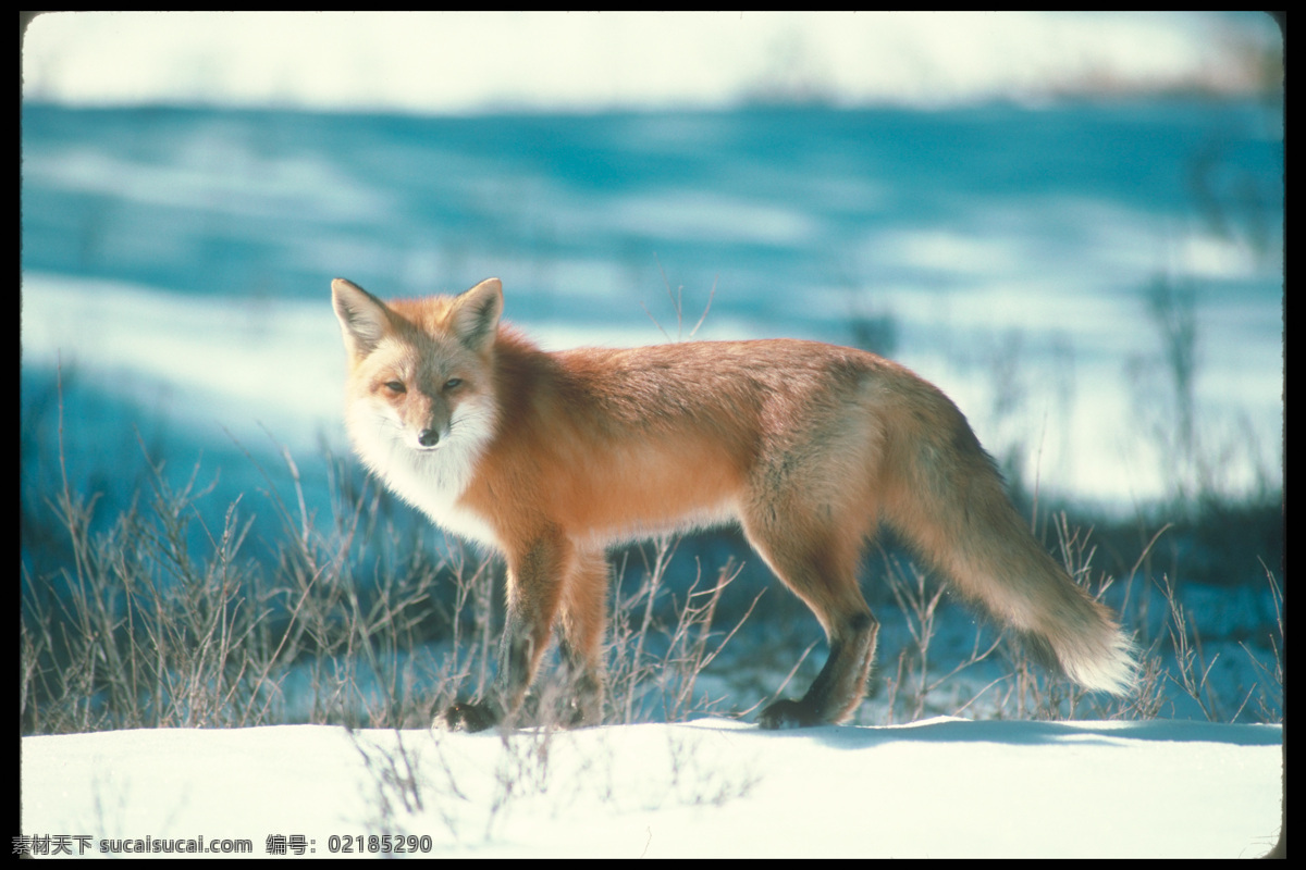 雪地 里 狐狸 狐狸摄影 野生动物 动物摄影 陆地动物 生物世界 白色