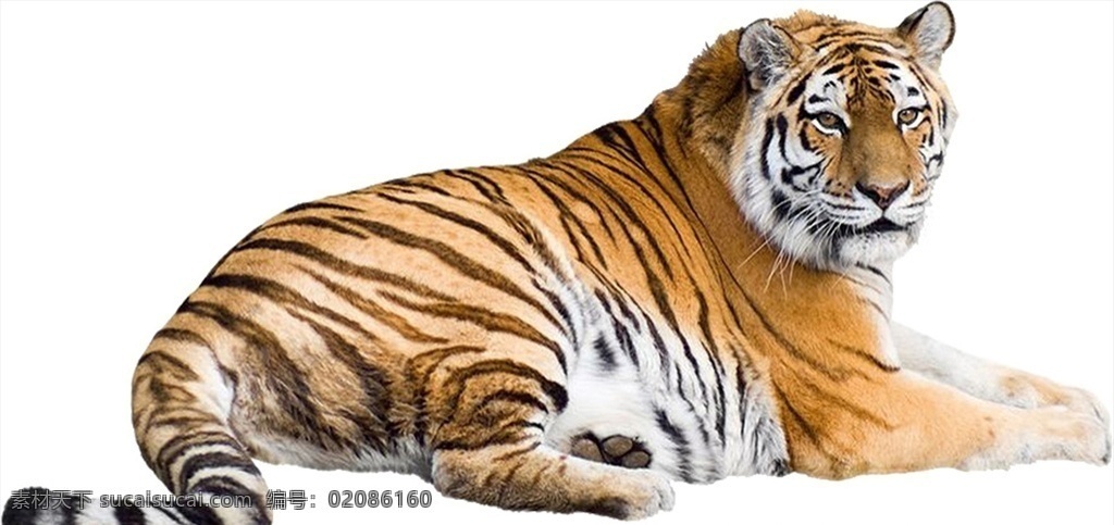 卧着的老虎 卧着 老虎 草地 动物 虎纹 草 阳光 绿色 眼神 桌面 户外 野生 室外广告设计