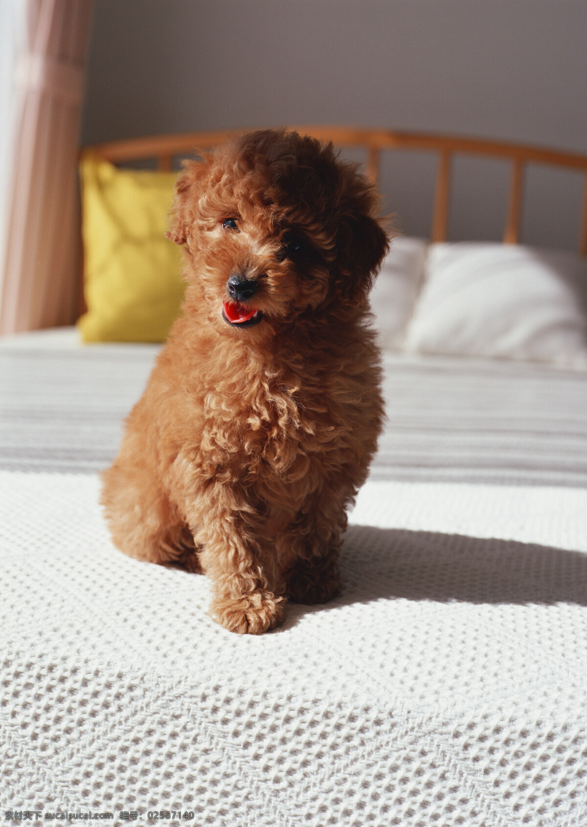 坐在 床上 狗 宠物 宠物狗 可爱 小狗 名犬 名贵犬种 犬科动物 陆地动物 生物世界 狗狗图片