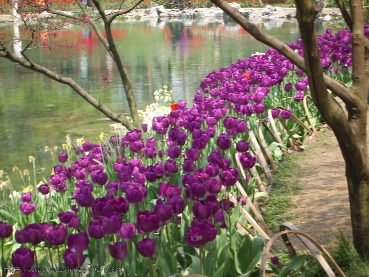 倒影 风景画 花草 花草树木 花丛 流水 生物世界 郁金香 郁金香花丛 水流 清澈的水 家居装饰素材 山水风景画