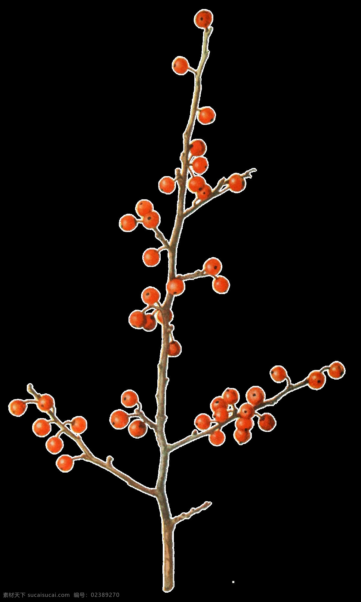 红色 野果 树枝 透明 装饰 果实 免扣素材 透明素材 野生 植物 装饰图片 棕色