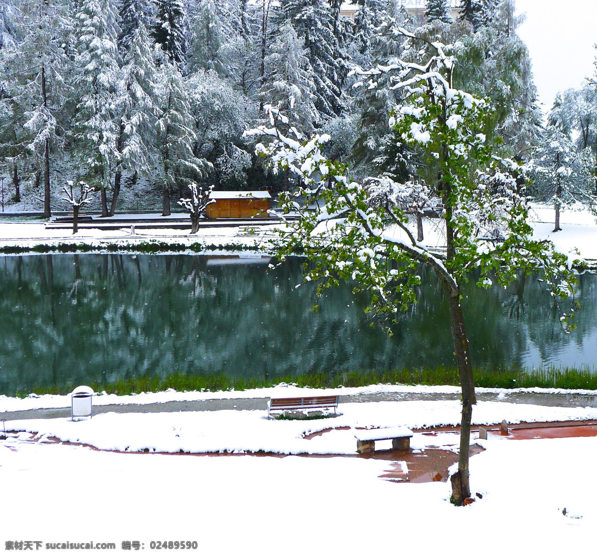 瑞士风光 瑞士 冬季 湖泊 白雪 绿树 松树 国外旅游 旅游摄影 白色