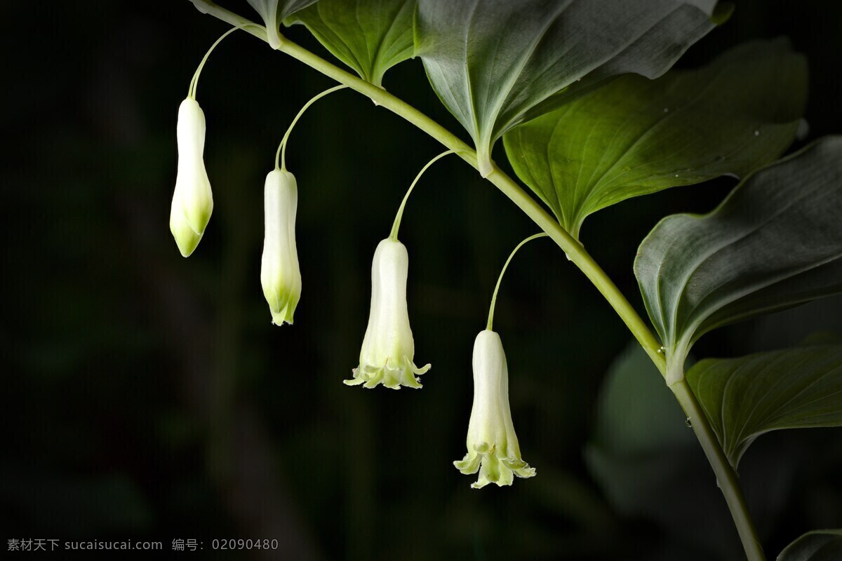 花 各类花 花实拍 植物 花朵高清 多媒体 实拍 花草 生物世界