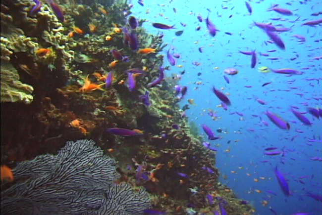 海底动物 海底世界 海洋动物 鱼群 海洋生物 模板下载 海底绚丽鱼群 实用标清素材 标清实拍素材 标清影视素材 视频 实拍视频
