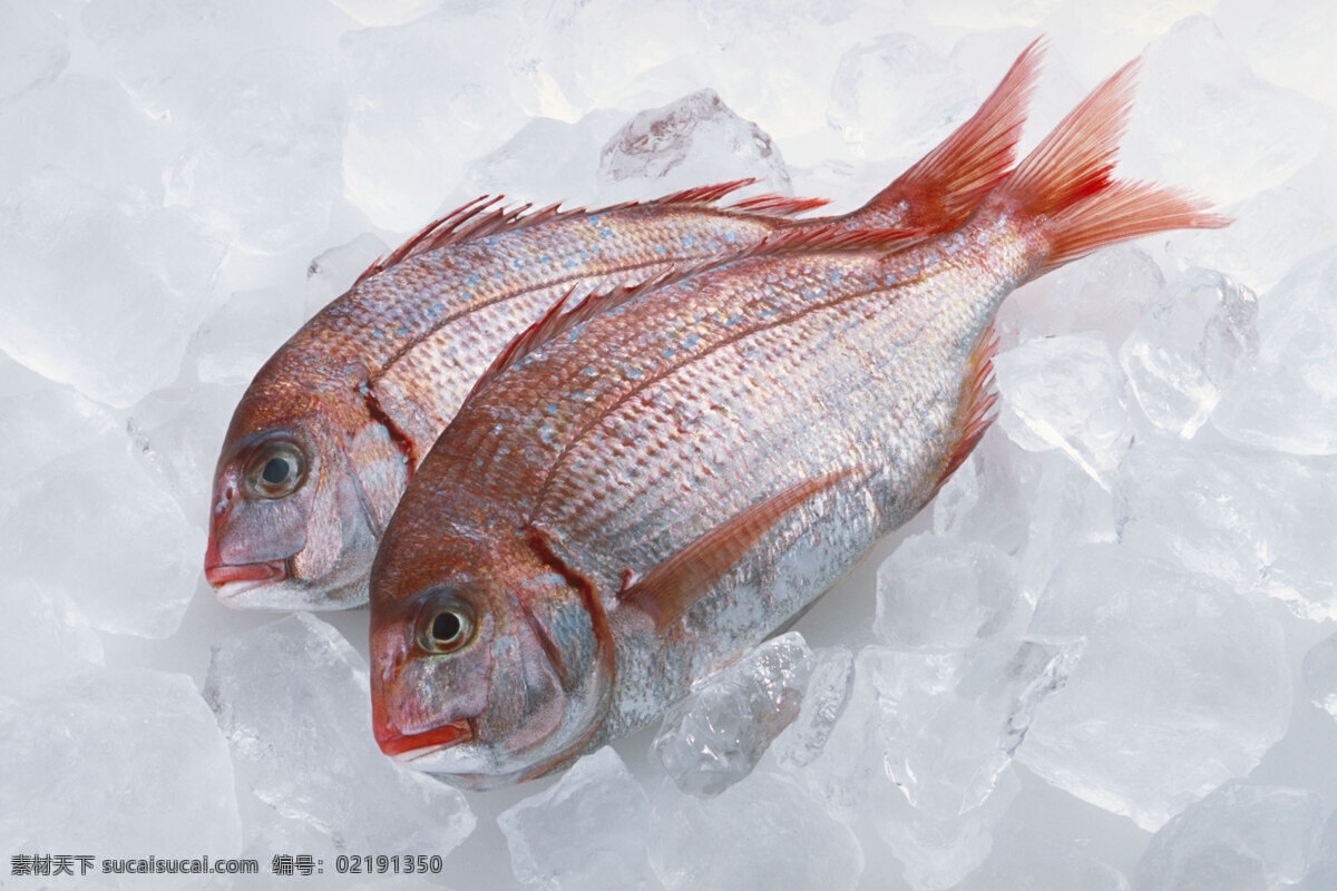 海洋鱼类 餐饮美食 海鲜 海洋生物 海鱼 美味 食物原料 鱼类 洋鱼类 海洋资源 生物世界