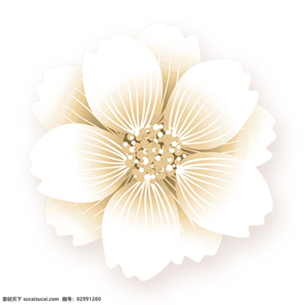 白色 花朵 装饰 卡通 透明 可爱 鲜花 png免抠图 透明素材 花卉 免 抠 图