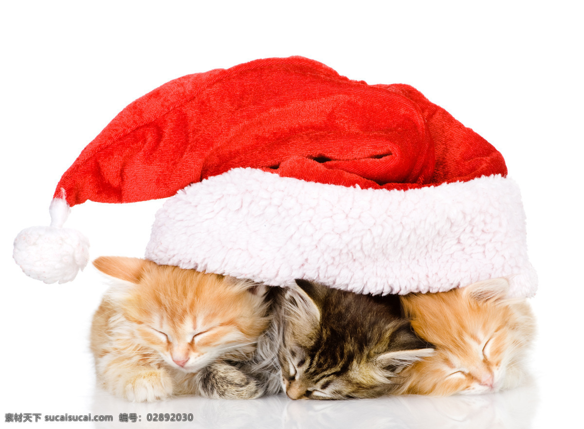 圣诞猫咪 圣诞 狗 圣诞狗 圣诞节 猫咪 礼物 红色 圣诞装 帽子 彩带 礼盒 宠物 家禽家畜 生物世界 朋友