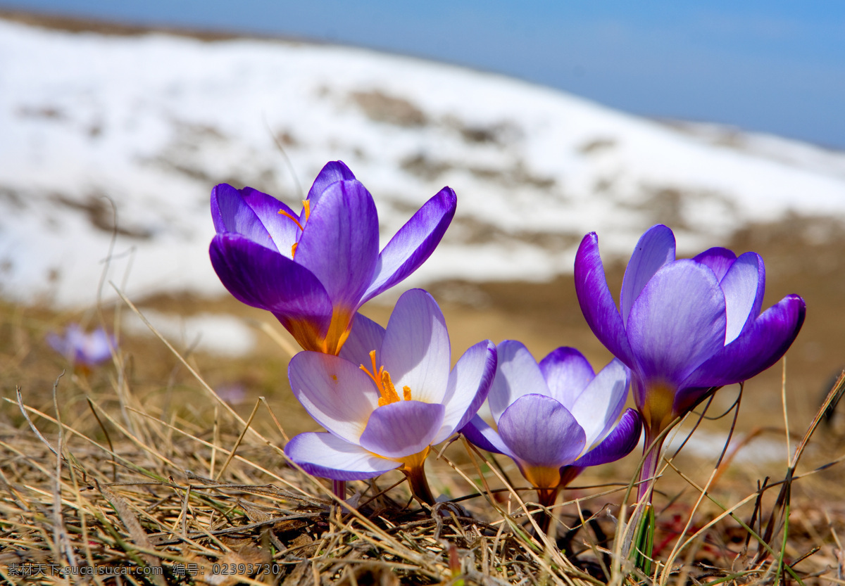 春天 雪地 上 花朵 春天风景 春季 冰雪融化 鲜花 鲜艳 美丽 清爽 摄影图 高清图片 山水风景 风景图片