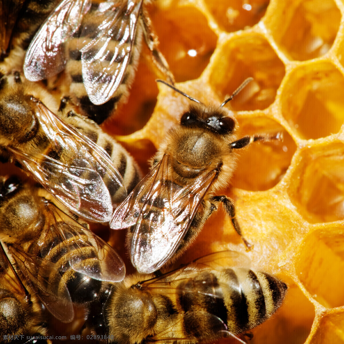 蜜蜂 蜂蜜 蜂糖 花蜜 食物 食材 糖分 果糖 乳糖 蜂王浆 蜜糖 动物 生物世界 昆虫